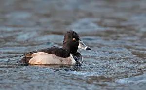 Denmark Wildlife Photography Prints: Ring-necked Duck