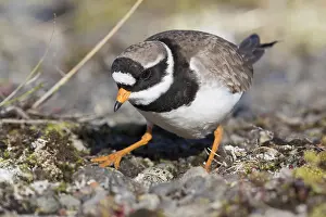 Wader Bird Species Prints: Ringed Plover