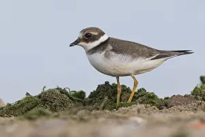 Beach Wildlife Prints: Ringed Plover