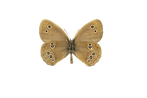 Aphantopus Hyperantus Prints: Ringlet, Aphantopus hyperantus