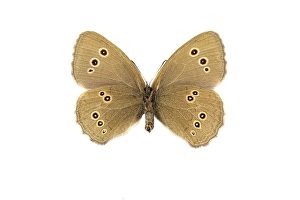 Aphantopus Hyperantus Prints: Ringlet, Aphantopus hyperantus