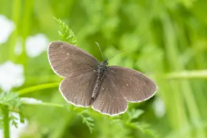 Ringlet Butterfly Print - Aphantopus hyperantus