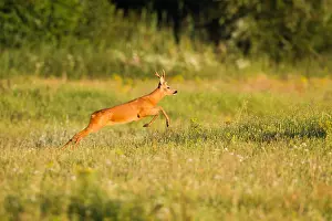 Mammal Species Europe Prints: Roe Deer