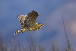 Great Bittern Prints: Roerdomp; Bittern; Botaurus stellaris