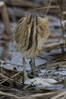 Great Bittern Prints: Roerdomp; Botaurus stellaris; Great Bittern; Rohrdommel; Butor e