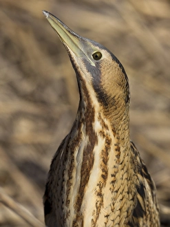 Eurasian Bittern Habitat Prints: Roerdomp, Eurasian Bittern, Botaurus stellaris