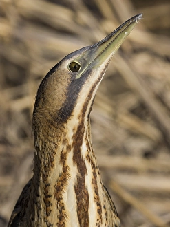 Images Dated 4th February 2011: Eurasian Bittern Print: Close-up Roerdomp Image