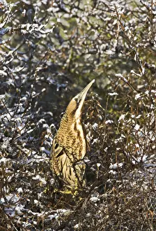 Eurasian Bittern Habitat Prints: Roerdomp, Eurasian Bittern, Botaurus stellaris