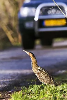 Botaurus Stellaris Prints: Roerdomp, Eurasian Bittern, Botaurus stellaris