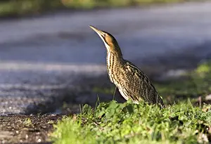 Eurasian Bittern Habitat Prints: Roerdomp, Eurasian Bittern, Botaurus stellaris