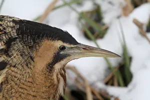 Botaurus Stellaris Prints: Roerdomp, Eurasian Bittern, Botaurus stellaris