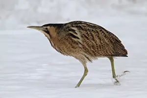 Botaurus Stellaris Prints: Roerdomp, Eurasian Bittern, Botaurus stellaris