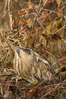 Eurasian Bittern Habitat Prints: Roerdomp, Eurasian Bittern, Botaurus stellaris