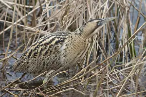 Eurasian Bittern Habitat Prints: Roerdomp, Eurasian Bittern, Botaurus stellaris