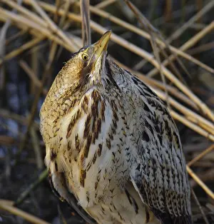 Botaurus Stellaris Prints: Roerdomp, Eurasian Bittern, Botaurus stellaris