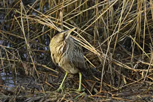 Botaurus Stellaris Prints: Roerdomp, Eurasian Bittern, Botaurus stellaris