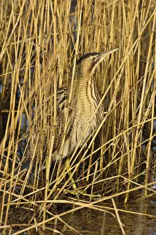 Botaurus Stellaris Prints: Roerdomp, Eurasian Bittern, Botaurus stellaris