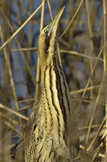 Eurasian Bittern Habitat Prints: Roerdomp, Eurasian Bittern, Botaurus stellaris