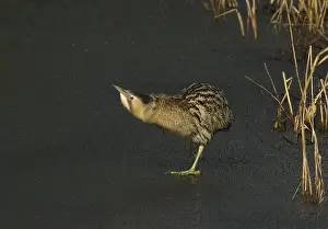 Eurasian Bittern Habitat Prints: Roerdomp, Eurasian Bittern, Botaurus stellaris
