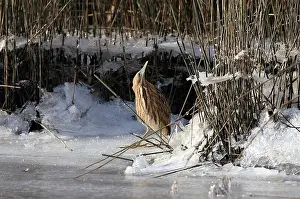 Botaurus Stellaris Prints: Roerdomp Eurasian Bittern Botaurus stellaris