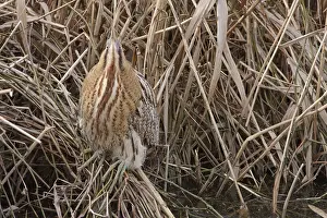 Botaurus Stellaris Prints: Roerdomp, Eurasian Bittern, Botaurus stellaris
