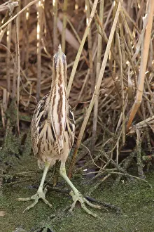Eurasian Bittern Habitat Prints: Roerdomp, Eurasian Bittern, Botaurus stellaris