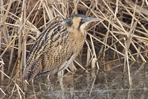 Netherlands Wildlife Images Prints: Roerdomp, Eurasian Bittern, Botaurus stellaris