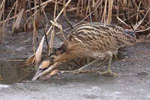 Eurasian Bittern Habitat Prints: Roerdomp, Eurasian Bittern, Botaurus stellaris