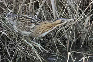 Eurasian Bittern Habitat Prints: Roerdomp, Eurasian Bittern, Botaurus stellaris