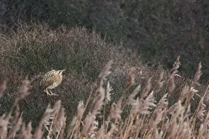 Botaurus Stellaris Prints: Roerdomp, Eurasian Bittern, Botaurus stellaris