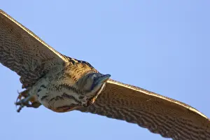 Eurasian Bittern In Flight Prints: Roerdomp, Eurasian Bittern, Botaurus stellaris