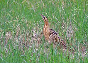Botaurus Stellaris Prints: Roerdomp, Eurasian Bittern, Botaurus stellaris