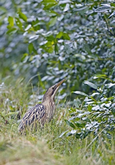 Great Bittern Prints: Roerdomp, Great Bittern, Botaurus stellaris