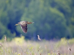 Framed Print : Roerdomp Print: Great Bittern in Flight Framed Print : Roerdomp Print: Great Bittern in Flight