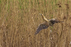 Great Bittern Prints: Roerdomp; Great Bittern; Botaurus stellaris