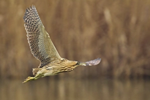 Great Bittern Prints: Roerdomp; Great Bittern; Botaurus stellaris