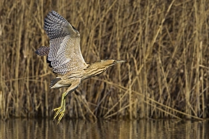 Great Bittern Prints: Roerdomp Great Bittern; Botaurus stellaris