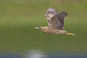 Great Bittern Prints: Roerdomp; Great Bittern; Botaurus stellaris