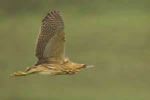 Great Bittern Prints: Roerdomp; Great Bittern; Botaurus stellaris