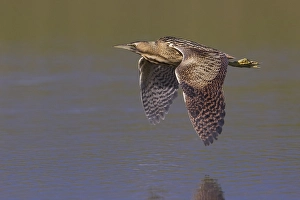 Great Bittern Prints: Roerdomp; Great Bittern; Botaurus stellaris