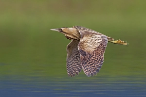 Great Bittern Prints: Roerdomp; Great Bittern; Botaurus stellaris