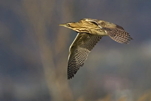 Great Bittern Prints: Roerdomp; Great Bittern; Botaurus stellaris