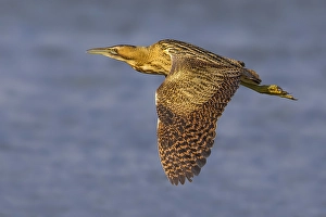Great Bittern Prints: Roerdomp; Great Bittern; Botaurus stellaris