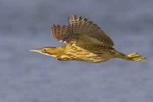 Great Bittern Prints: Roerdomp; Great Bittern; Botaurus stellaris