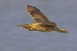 Great Bittern Prints: Roerdomp; Great Bittern; Botaurus stellaris
