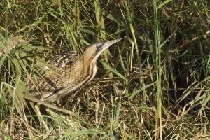 Great Bittern Prints: Roerdomp, Great Bittern, Botaurus stellaris