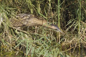 Great Bittern Prints: Roerdomp, Great Bittern, Botaurus stellaris