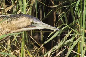 Botaurus Stellaris Habitat Prints: Roerdomp, Great Bittern, Botaurus stellaris