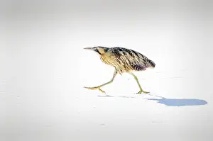 Botaurus Stellaris Images Prints: Roerdomp, Great Bittern, Botaurus stellaris