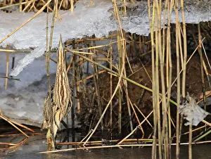 Wetland Birds Prints: Roerdomp, Great Bittern, Botaurus stellaris